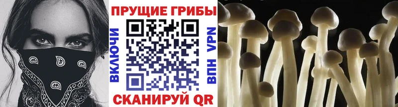 Галлюциногенные грибы Magic Shrooms  купить закладку  Краснокамск 